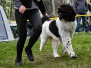 Превью фото № 151014