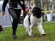 Превью фото № 151015