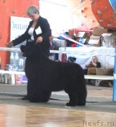 Превью фото № 151054