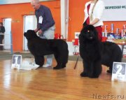 Превью фото № 151062