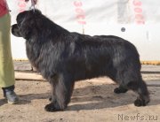 Превью фото № 151076