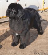 Превью фото № 151077