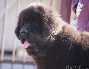 Превью фото № 151090