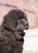 Превью фото № 151096