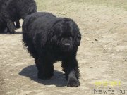 Превью фото № 151111