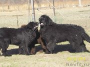 Превью фото № 151115