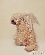 Превью фото № 151122