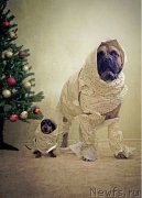 Превью фото № 151126