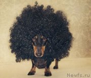 Превью фото № 151130