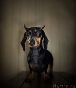 Превью фото № 151133