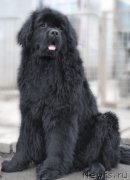 Превью фото № 151160