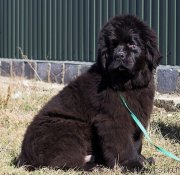 Превью фото № 151161