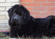 Превью фото № 151164