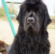 Превью фото № 151177