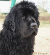 Превью фото № 151178