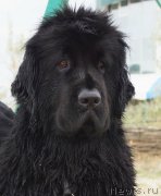 Превью фото № 151180