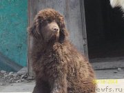 Превью фото № 151192