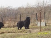 Превью фото № 151194