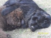 Превью фото № 151195