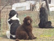 Превью фото № 151196