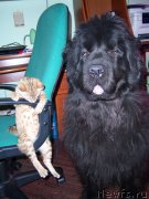 Превью фото № 151227