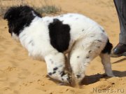 Превью фото № 151310