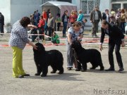 Превью фото № 151413