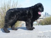 Превью фото № 151453