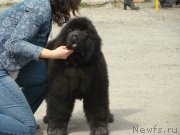 Превью фото № 151464