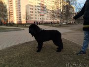 Превью фото № 151472