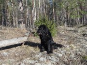 Превью фото № 151482