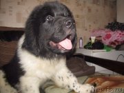 Превью фото № 151518