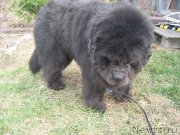 Превью фото № 151519