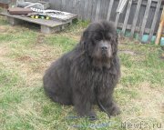 Превью фото № 151520