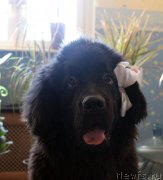 Превью фото № 151539