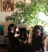 Превью фото № 151542