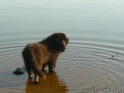 Превью фото № 151656