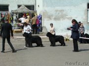 Превью фото № 151687