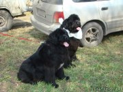 Превью фото № 151692