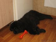 Превью фото № 151712