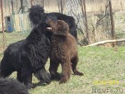 Превью фото № 151713