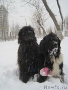 Превью фото № 151796