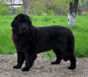 Превью фото № 151930