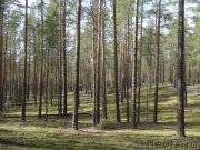 Превью фото № 151959