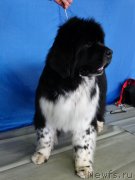 Превью фото № 151961