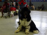 Превью фото № 151963