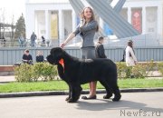 Превью фото № 151994