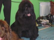 Превью фото № 151998