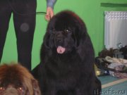 Превью фото № 151999