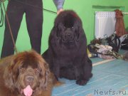 Превью фото № 152000